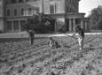 Giardinieri zappano un orto davanti al palazzo; ca ...