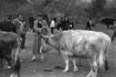 Allevamento di bovini a Cattaro