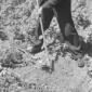 Raccolta di tuberi in un orto di guerra - dettagli ...