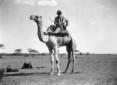 Un uomo in sella a un dromedario in Erit ...