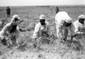 Raccoglitori indigeni al lavoro in una piantagione ...