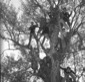 Ragazzi sono arrampicati su un albero pe ...