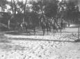 Mussolini a cavallo, in piedi sulle staffe