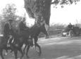 Mussolini passeggia a cavallo