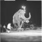 Un numero con un elefante del Circo di Mosca - cam ...
