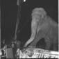 Un numero con un elefante del Circo di Mosca - tot ...