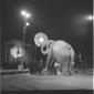 Un numero con un elefante del Circo di Mosca - cam ...