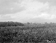 Canale Acque Alte a Foce Verde prima dell'inizio d ...