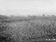 Canale Acque Alte a Foce Verde prima dell'inizio d ...