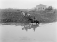 Butteri a cavallo