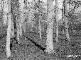 Selva di Sabaudia dopo il taglio del sottobosco