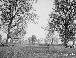 Abbattimento di piante in Selva di San Donato