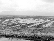 Palude vista dall'argine del Selcella a Migliara 5 ...