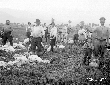 Taglio della lana alle pecore (carosatura)