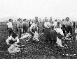 Taglio della lana alle pecore (carosatura)