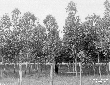 Bosco di eucaliptus a Casale dei Pini