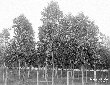Bosco di eucaliptus a Casale dei Pini
