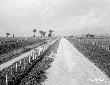 Strada Lotto 77 attraverso il campo di Piscinara
