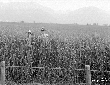 Campo di Sermoneta in localit Carrara, campo a fr ...