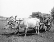 Buoi aggiogati al carro