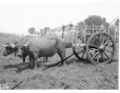 Bufali aggiogati al carro