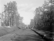 Strada Migliara 49 a lato selva di Sabaudia