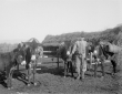 Somari dei pastori alle capanne di Campomorto