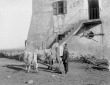 Casa Tivera, colono con i buoi aggiogati all'aratr ...