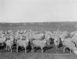Pecore in mandria presso il Castellone