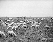 Pecore al pascolo nelle riserve presso la Torre Sp ...