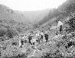 Pastori di Carpineto nell'alto del vallone Rio Ser ...