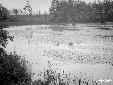 Piscina ai Tre Cancelli in selva Nettuno