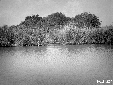 Pantano del Bottero, canneti di sponda