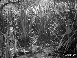 Pantano del Bottero, vegetazione palustre