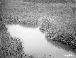 Pantani Intossicata in destra Astura, piscina a mo ...