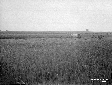 Mietitura del grano presso la torre di Foce Verde