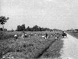 Mietitura del grano nel campo di Cisterna alla str ...