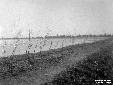 Lago di Fogliano, piante di tamerix sulla banchina ...