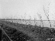 Lago di Fogliano, piante di tamerix sulla banchina ...