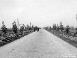 Strada Littoria-S. Michele (lotto 38) alberata con ...