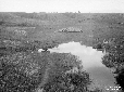 Pantano dell'Intossicata, bestiame al pascolo