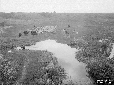 Pantano dell'Intossicata, bestiame al pascolo