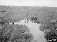 Pantano dell'Intossicata, butteri al pascolo