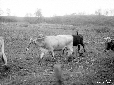 Bovini al pascolo nel Pantano dell'Intossicata
