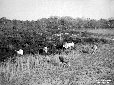 Bestiame bovino al pascolo nella zona Arciglioni p ...