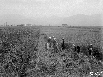 Mietitura del grano di fronte cabina Epitaffio (co ...