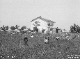 Campi di grano maturo a Borgo Faiti
