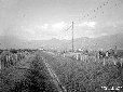Campi di grano a lato strada Littoria-Stazione pre ...