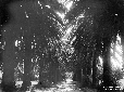 Villa di Fogliano, viale con palme a lato del lago