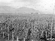 Campo di granturco di fronte a Tre Ponti